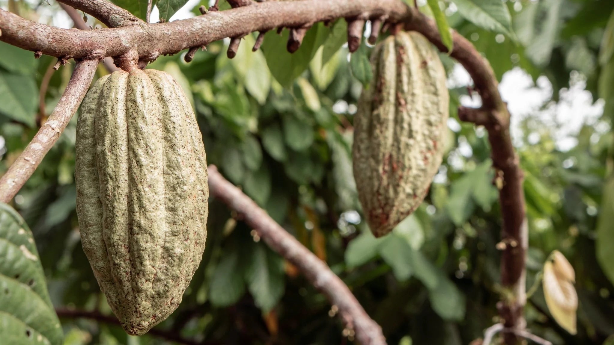 Ceremonial Cacao | Mexico