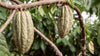 Ceremonial Cacao | Mexico